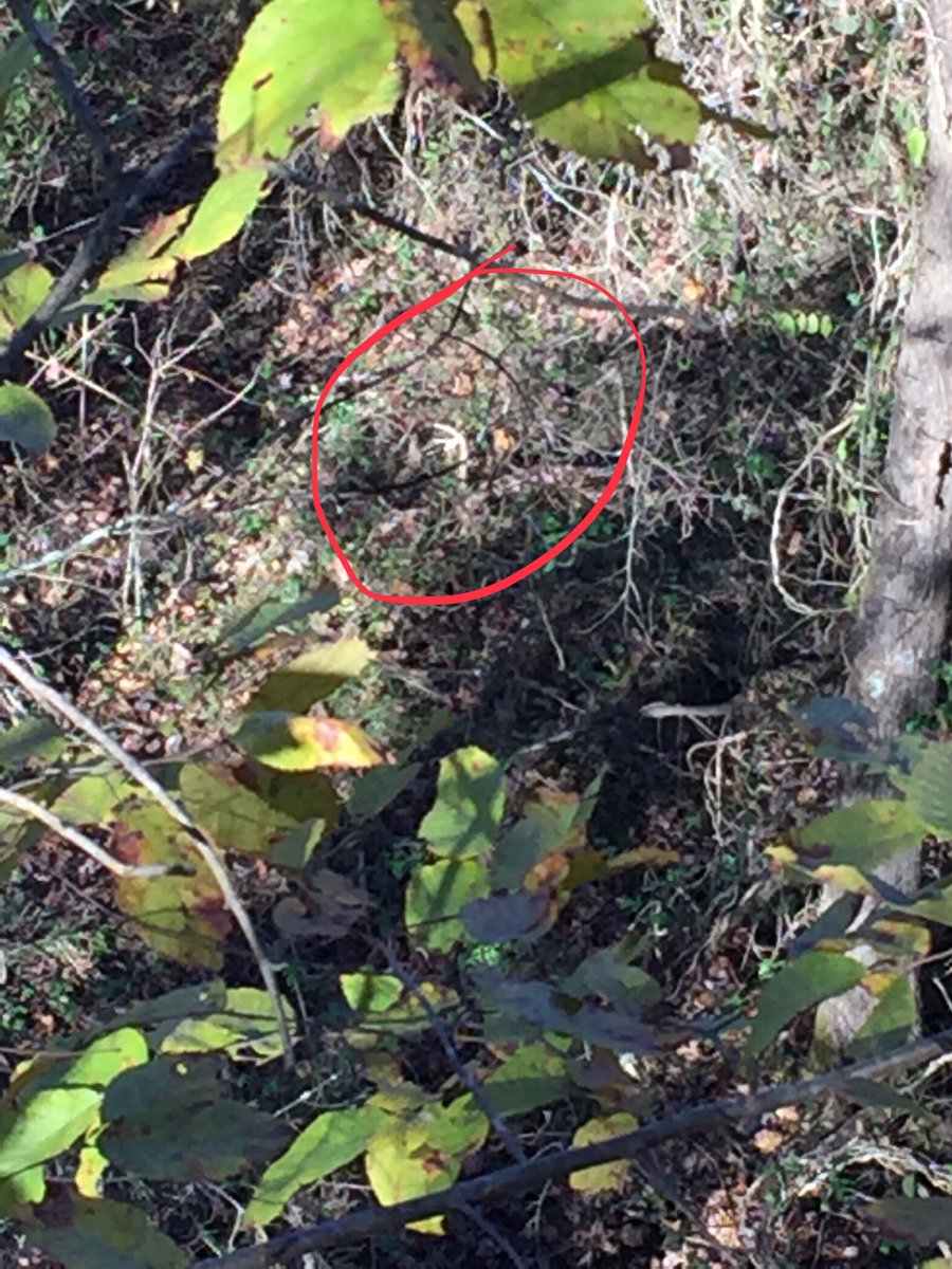 CrossbowKristy's tweet image. This is where I want to be right now, where I looked down from my stand & see THIS😳, the full rack 🦌& carcass @ChadMur33967498 posted the pic of, but he’s still sleeping & won’t wake up.🙄 #huntingproblems I want to be in the #woods right now so badly I can’t stand it! 😫😨