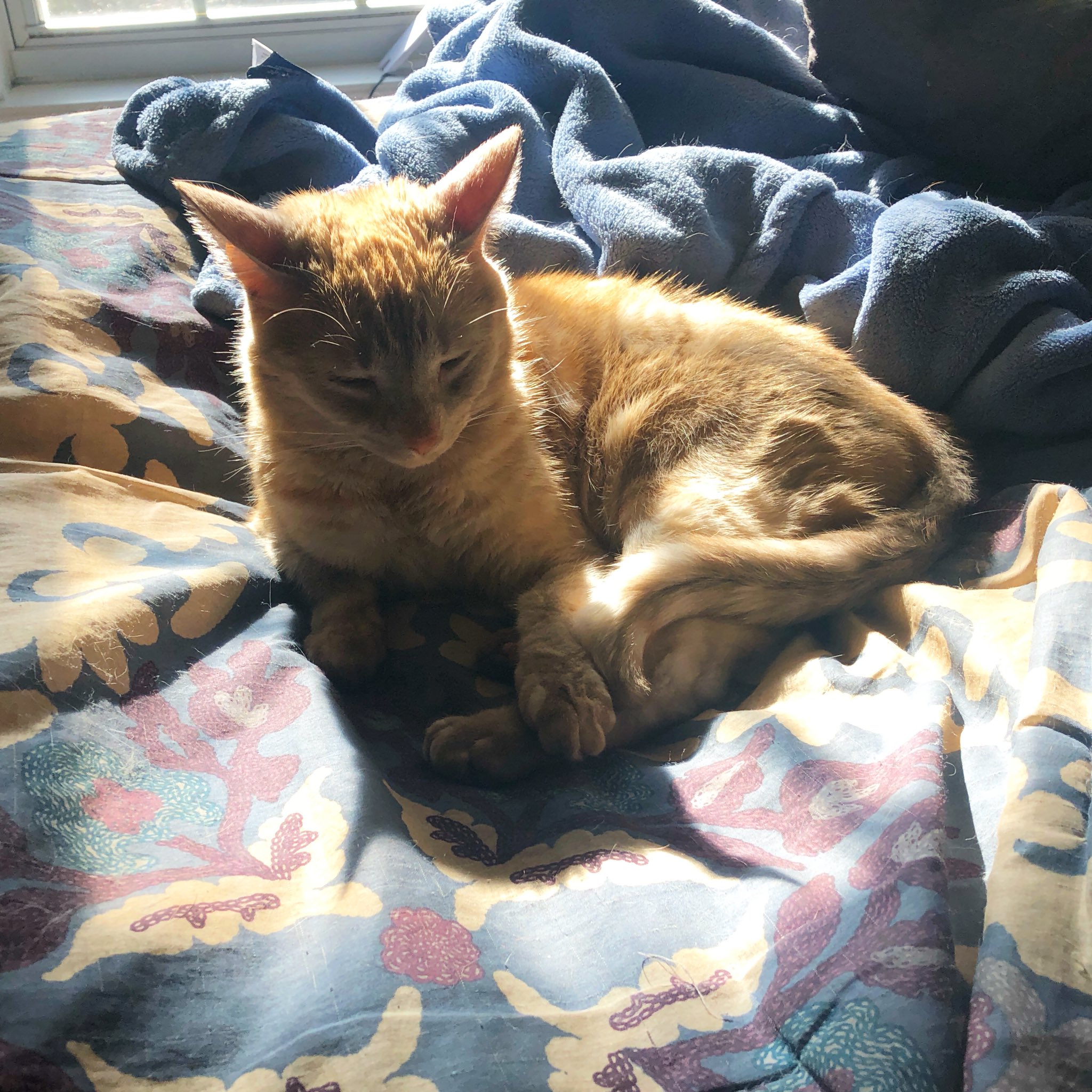 as promised, a tiny, backlit, orange cat from @UrsulaV's tweet