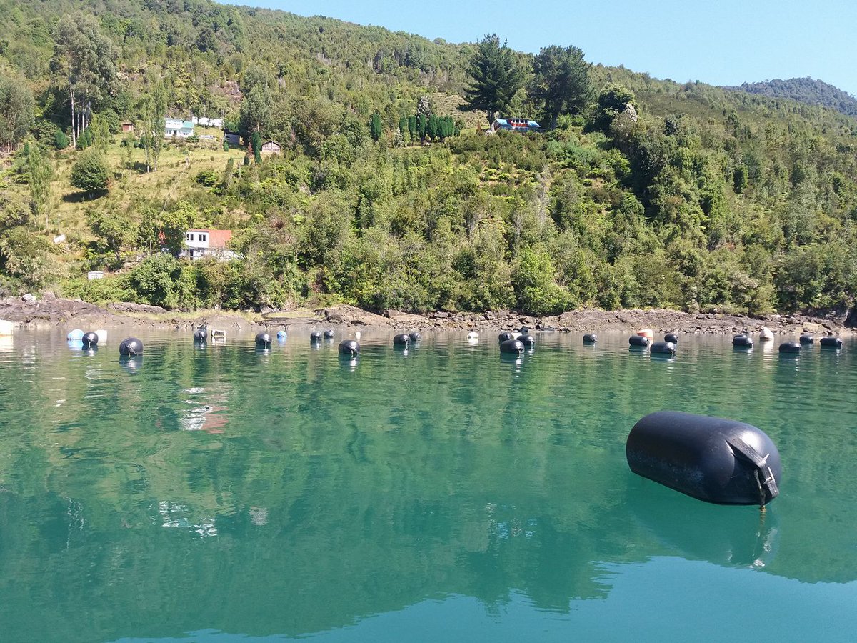 Y ahora... la receta para el fin de semana 👩‍🍳👨‍🍳 "#choritos a la marinera". Envíanos fotos de tu plato y comparte tus opiniones en nuestras redes sociales. #ñami #saludable #fanáticosdelchorito #consumechoritos #MejillonDeChile <a href="/CorfoLosLagos/">Corfo Los Lagos</a>