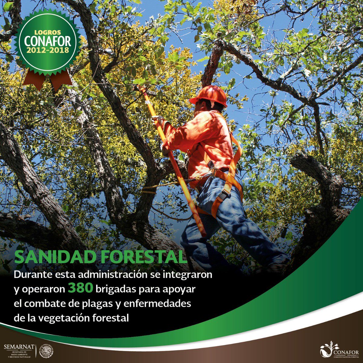 CONAFOR's tweet photo. #FelizSábado La salud de las zonas forestales ha sido una tarea que la @CONAFOR ha compartido con las comunidades. Ahora contamos con más brigadas que se dedican a combatir y prevenir plagas de insectos o plantas. #LogrosCONAFOR https://t.co/5iqmmtuFBw