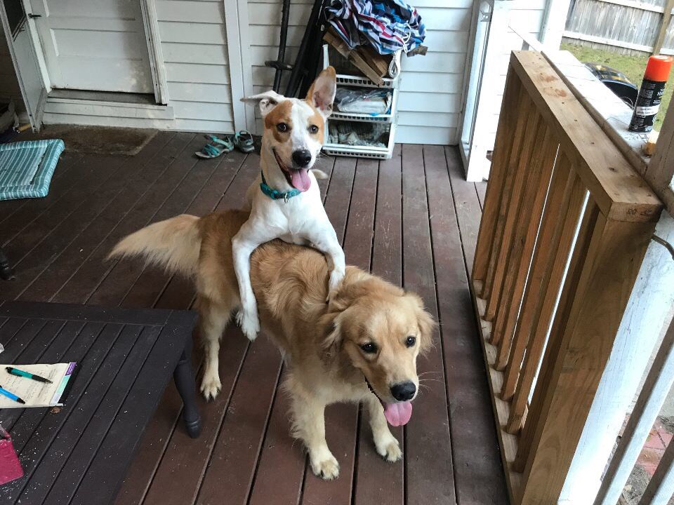 DTC_USA's tweet image. Friends aren’t just in the human world. Dogs can find kindred spirits as well. Some dogs can make fast friends and that’s great! Raise your paw if you also made a fast friend 🐾 #dtcusa #thanksgivng #puppypals #besties