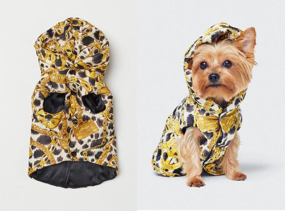 h&m moschino dog