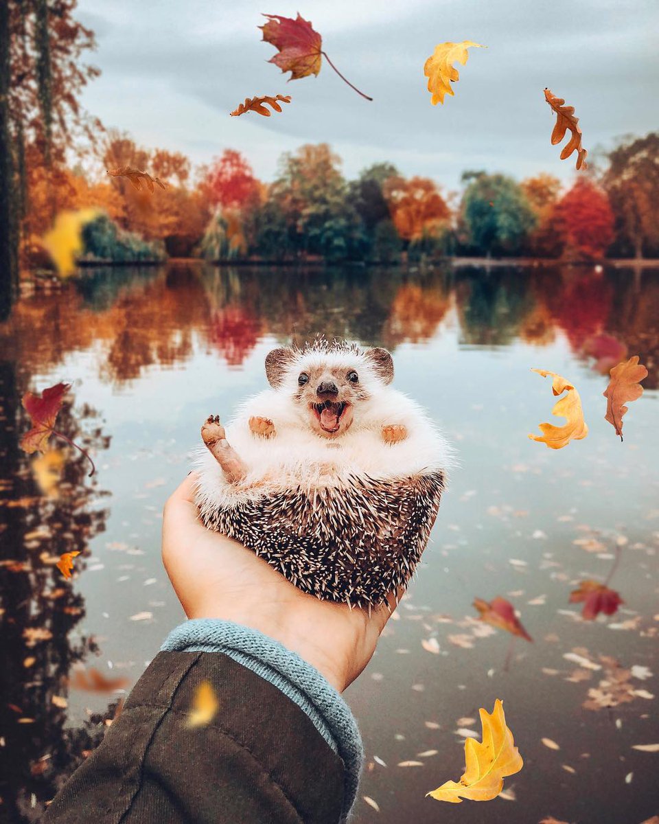 ❤️Делаю цепочку в честь 4k❤️

🦔❤️Читай меня❤️🦔
🦔❤️Делай рт❤️🦔
🦔❤️Читай ретвитнувших❤️🦔
🦔❤️Любуйся ёжиком❤️🦔

#ЦепочкаТвиттерских
#ЦепочкаФолловеров