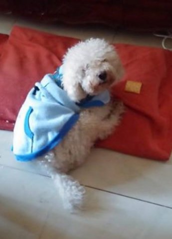 Av. Estado de Israel entre Aguirre y Loyola. #VillaCrespo. Llamar al 1559580690.  Por favor retuitiemos para poder encontrarla... #BuenMartes #Mascota #perro