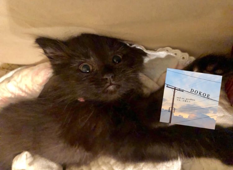 🐱 Have you heard?? Our single “and so, goodbye” is now up on Spotify and iTunes! Go add it to your playlist! 🐱

#dokoe #dokoemusic #mathrock #postrock #album #single #cat #Guitarist #bassist #drummer #sanjose #sj #sf #sanfrancisco #BayArea #music