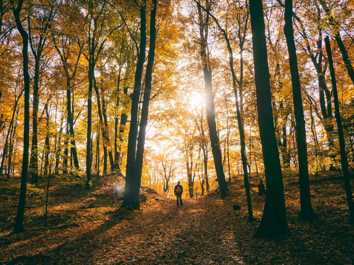 AOAOutdoors's tweet photo. You had the feast, now it's time to #getoutside. Enjoy this lovely fall day wherever your 'outdoors' is today. #AmericaOutdoors #optoutside #findyourguide
PC: @theaaronburden https://t.co/BieDjP69lv