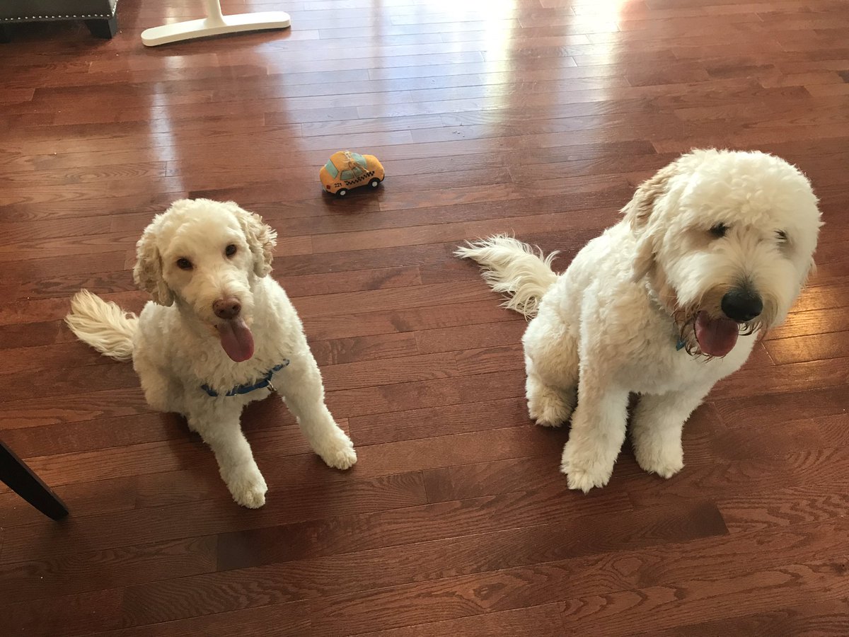 Seeing double? Lucas from <a href="/WVUHealth/">WVU Health Sciences</a> is spending the weekend with me!