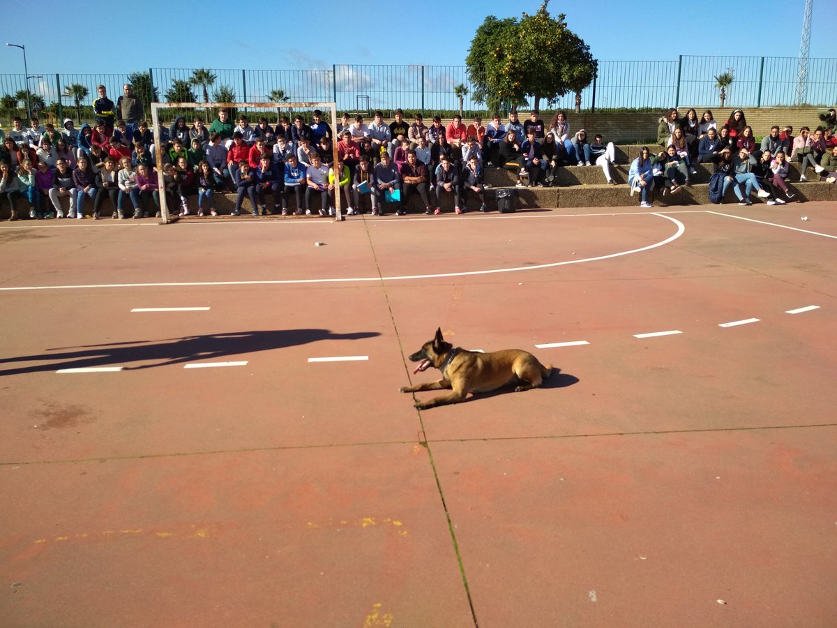 Charla de concienciación sobre las drogas por nuestro Equipo Canino de la Policía Local de Pilas en el IES Virgen de la Soledad. Agradecer al Oficial Juan Antonio Márquez y Kira por su exposición y exhibición para el disfrute de todo el alumnado y profesorado.