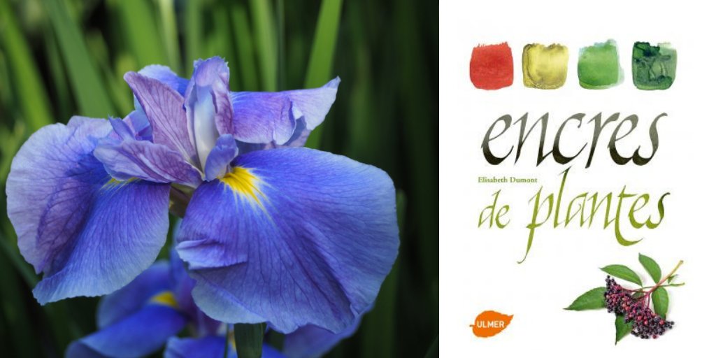 FranceAgriMerFR's tweet photo. Lecture : "Encres de plantes" d'Élisabeth Dumont. Envie de vous lancer dans la fabrication d'encres végétales ? L'auteur, biochimiste de formation, vous livre certaines de ses recettes et comment reconnaître les bonnes plantes 👉https://t.co/TLSJ5eVE1W #VendrediLecture #plante https://t.co/BpwYiuc8m3