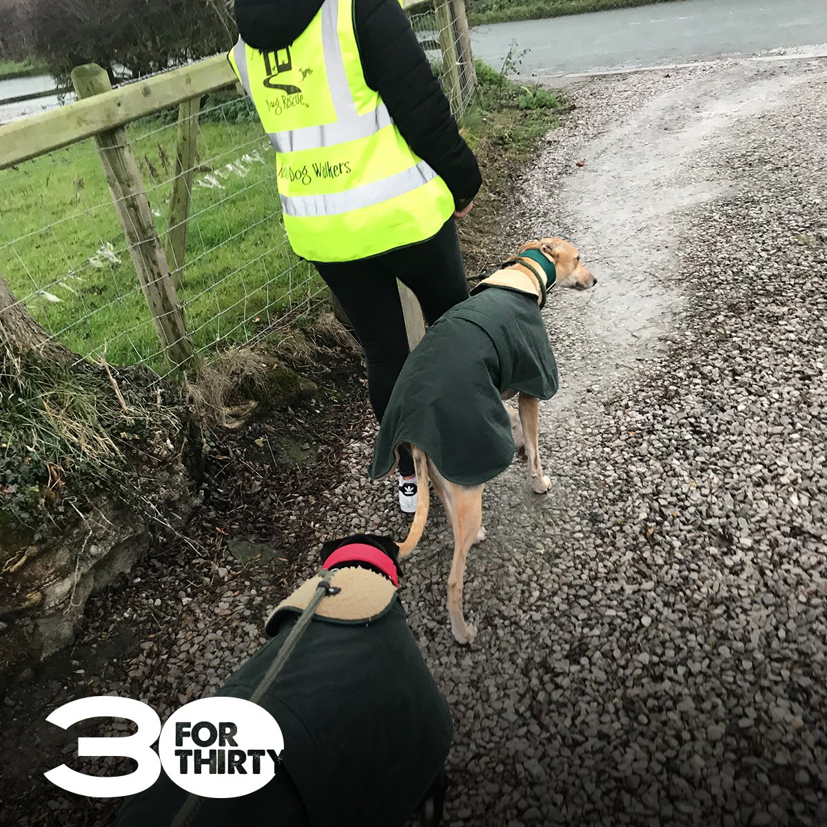 tbcrecruit's tweet photo. This week, as part of our #30forThirty challenge some of our team volunteered to walk dogs at @AlmostHome_Dog Rescue.
Click the link to find out more!
https://t.co/kMbdW3wkRJ https://t.co/GDiMSJBPw0