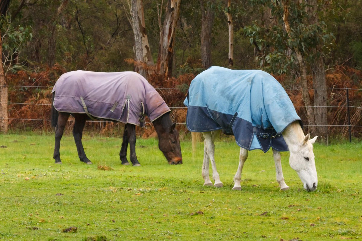 vitaflex's tweet photo. As the weather starts cooling down you may be wondering whether or not you need to blanket your horse. Learn more: https://t.co/OdsswO44eL https://t.co/YXZumaLM0s