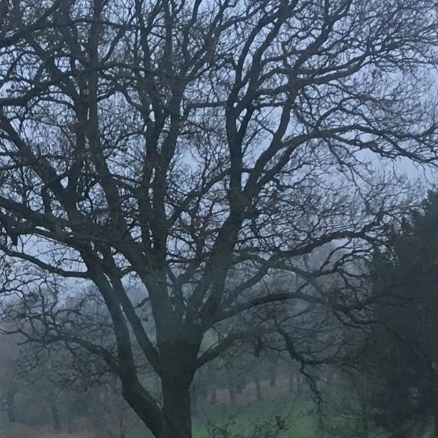 MaryMcDonnell10's tweet photo. Deep Gratitude for nature and it’s fragility today . Love from The UK❤️ https://t.co/sA159rxmfp https://t.co/9KiNIudqF6