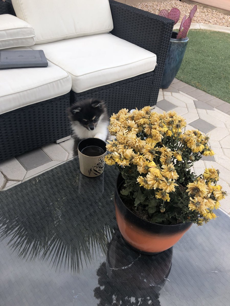 Tea Time 🍵🐼🌞🌻 #Pomeranian #dog #vegas #tea #sunshine #morning #panda