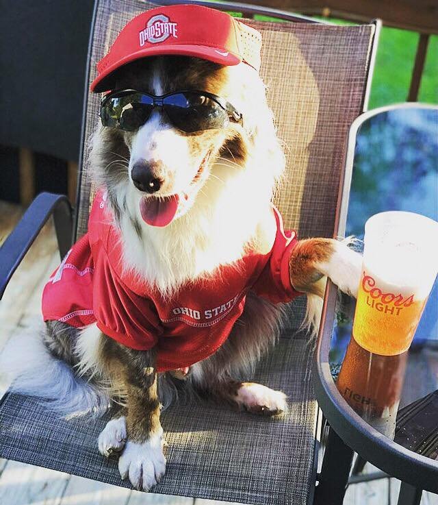 SoutheastBev's tweet photo. Weโre ready & rallying for #gamedayweekend! What makes a better team than ollie_theaussiepup & a cold @CoorsLight? Oh, and football too. ๐๐ป๐พ #coorslight #footballtime #bucks https://t.co/KHv6qGs0h0