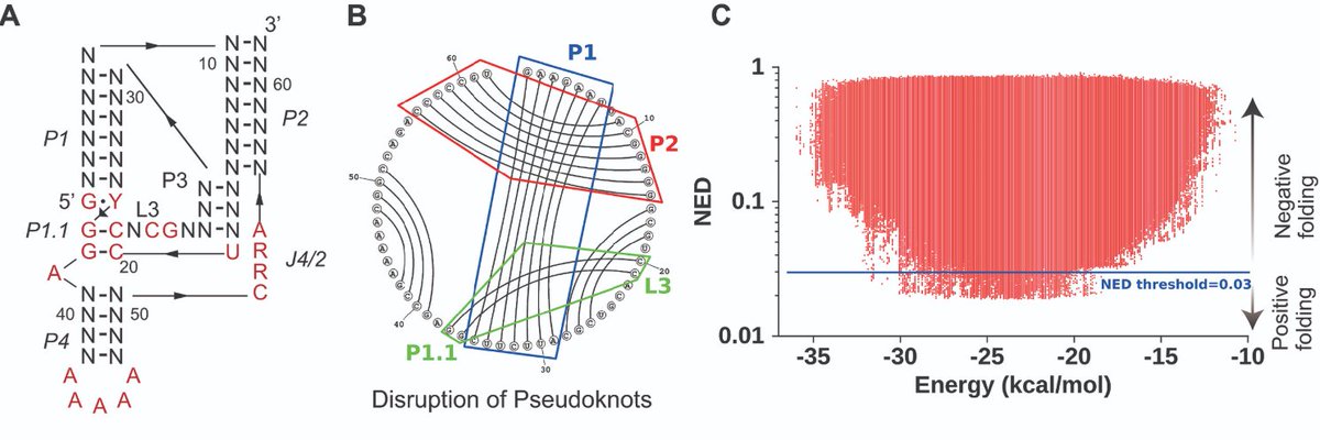 phil_bevilacqua's tweet photo. Design of highly active double-pseudoknotted ribozymes: A combined computational and experimental study between #BevilacquaLab and #MathewsLab is out!  https://t.co/iou9dsJm3s https://t.co/AOKDmZUK4v