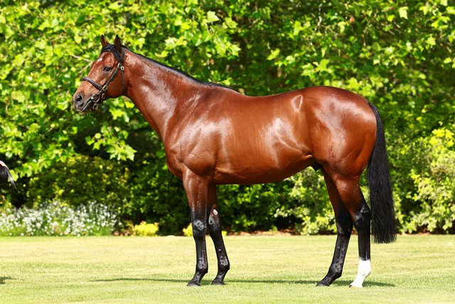 EBN (@bloodstocknews) on Twitter photo 12th individual winner for Shadwell's FSS MUKHADRAM (pictured) as EDEN GARDENS (IRE) wins over 1m at Kempton for trainer @crisfordracing. Bred by Corrin Stud, he was purchased <a href="/Goresbridge2yos/">Goresbridge BreezeUp</a> by Stroud Coleman B/S from <a href="/castletonlyons/">Castleton Lyons</a>. See the winning pedigree in EBN tomorrow 12th individual winner for Shadwell's FSS MUKHADRAM (pictured) as EDEN GARDENS (IRE) wins over 1m at Kempton for trainer @crisfordracing. Bred by Corrin Stud, he was purchased <a href="/Goresbridge2yos/">Goresbridge BreezeUp</a> by Stroud Coleman B/S from <a href="/castletonlyons/">Castleton Lyons</a>. See the winning pedigree in EBN tomorrow