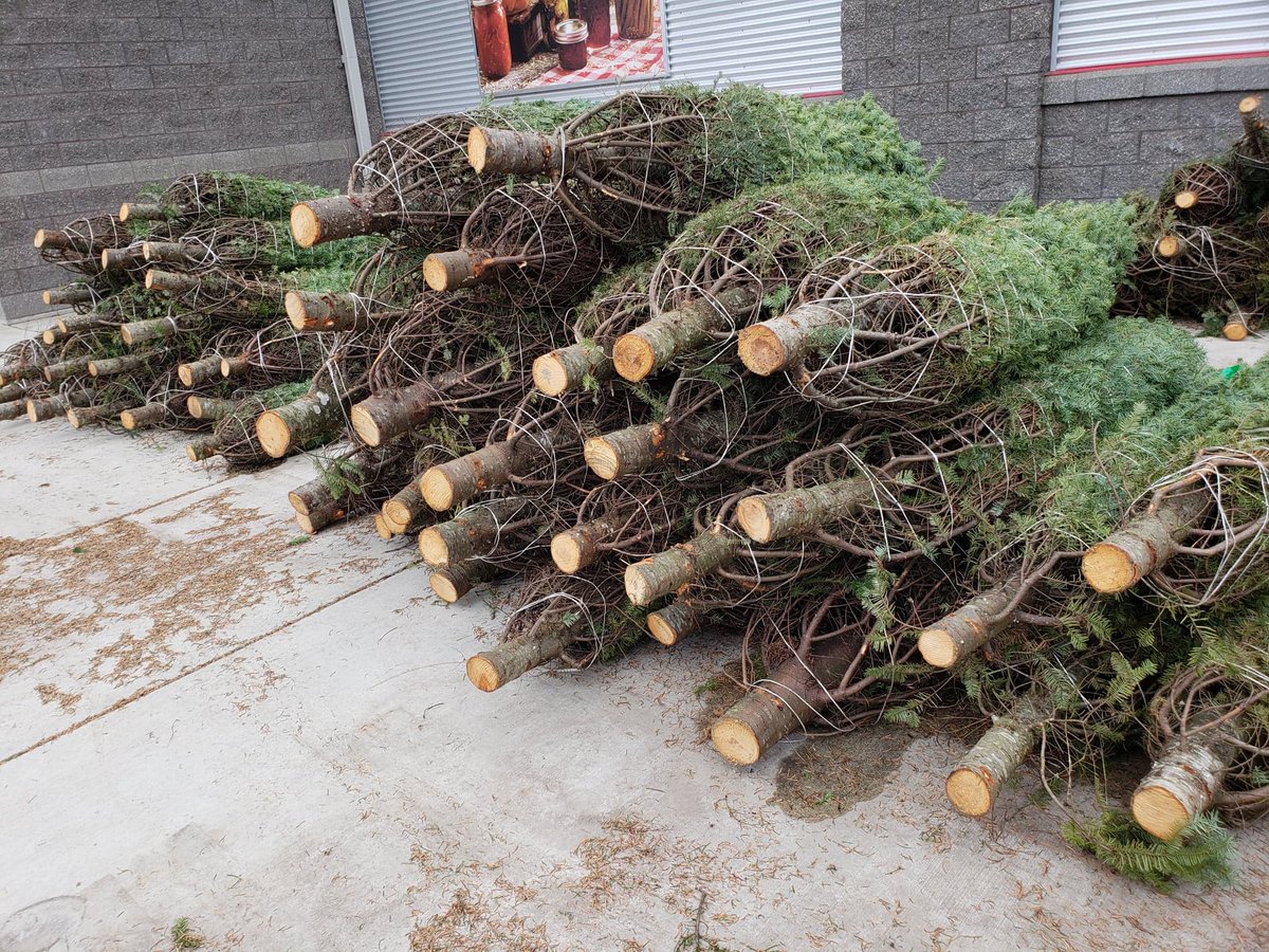 mbspbs's tweet photo. Live trees & wreaths are available in both stores! Stop by our Pullman store to visit the Pullman High School wrestling team, helping us out for the day. @PullmanBoosters #holidays #christmastree #livetrees #wreaths #pullmanhighwrestling #pullmanhighboosters https://t.co/OyXBGnq6PZ