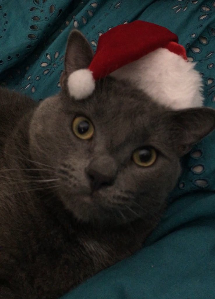 0invisibleair0's tweet photo. @TheEllenShow @ellentube I don’t like being on camera but I still made a video because I have the best mom ever and she would love to see you!!!! I promise the cat in the video will stay home.... #pleasepickmymom #bestmomever https://t.co/rOKa9EGDCr