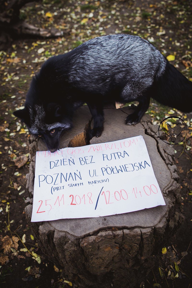 FerdynandTheFox's tweet photo. This weekend is special not only because of Black Friday! 🎁 If you're looking for ways to show that you support animal rights and want to become a part of something very important, come to one of our #FurFreeWeek events! 🔥
#tydzienbezfutra #animalrights #furfree https://t.co/TtJ39EwoAV