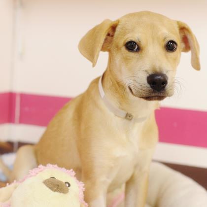 nyshelterpets's tweet photo. 🐶 Come visit #SHALY pronto! #dogsoftwitter She needs your generosity! #PetRescue 😋 https://t.co/si4uEHBagx https://t.co/E325ILxGYD