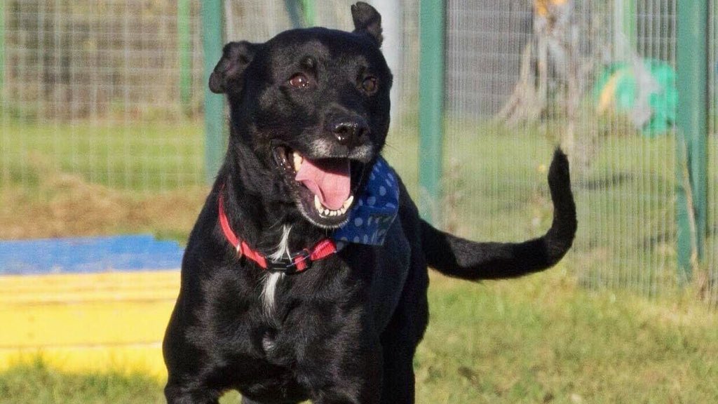 She may not be on offer this #BlackFriday2018 but Marie thinks she’s an absolute steal - just look at that face! Does she not have your heart already? 😇🐾 Marie came to us terrified but has come on in huge bounds, now enjoying cuddles and fuss with her friend Rhi Rhi 💕
