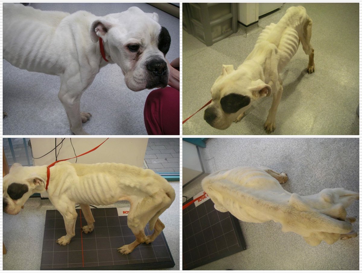 joynes85's tweet image. We need your help again. A colleague of mine collected poor Oscar on Monday in Cheadle Hulme, Stockport area. I’m sure you’ll join me in horror when looking at the condition of this poor lad &amp;amp; agree that whomever responsible for this needs identifying ASAP. Please RT