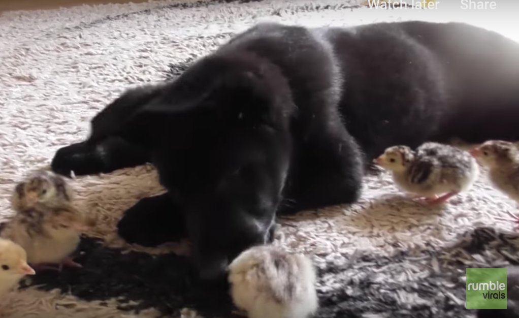 Squeebles tweet media