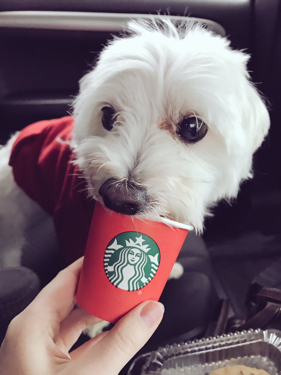 hollanovphan's tweet photo. Buddy in his fav merch and enjoying his pupachino🥰 @ItsBobbyMares https://t.co/SsR4q1F7Dd