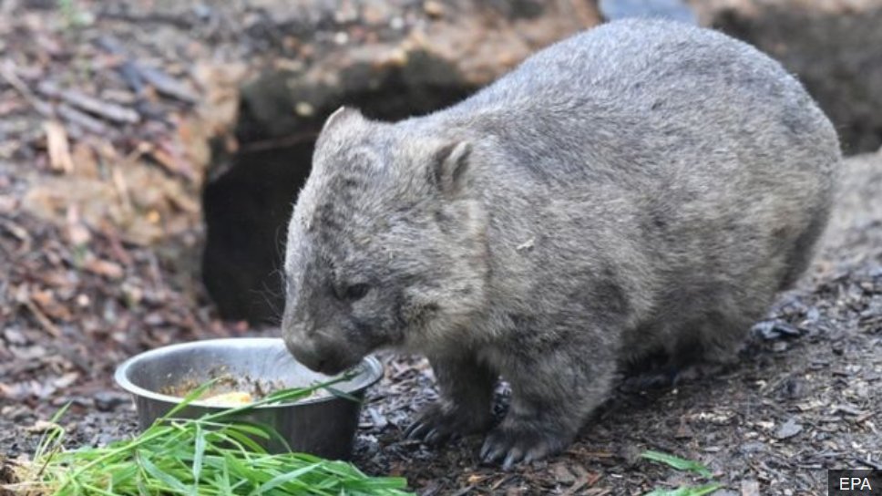 ABVPSymposium's tweet photo. Oddity for the day: How Wombat's  make cube shaped poop! https://t.co/O9xxBHaRmX https://t.co/R5GSxJEYdf