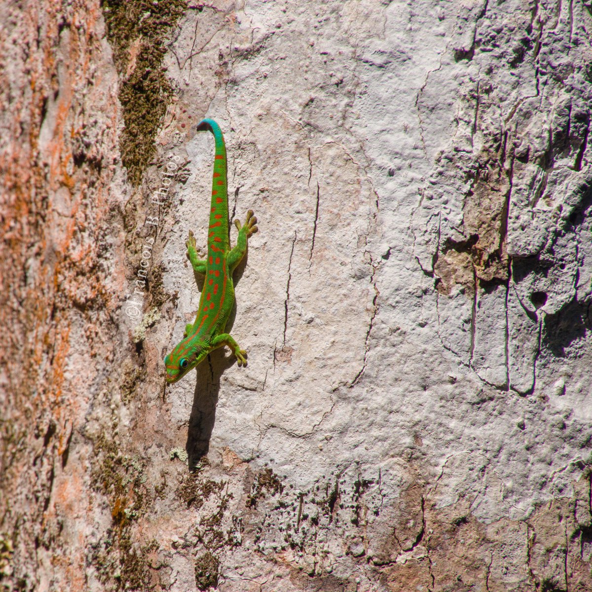 Francois_B_Photos tweet media