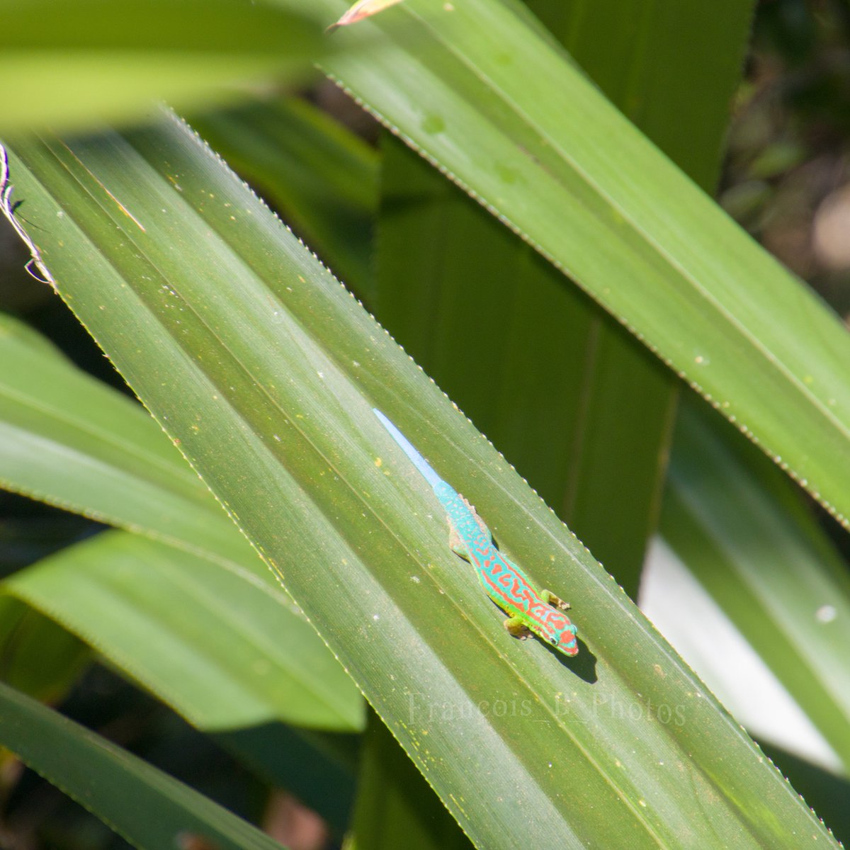 Francois_B_Photos tweet media