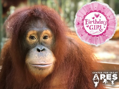 CFGA's tweet photo. We are all wishing this crazy little girl a Sweet 16 Birthday! Happy Birthday Keagan!
#HappySweet16 #birthday #birthdaygrl #party #orangutan #orangutans #longcalls #SanctuaryLife #apes #greatapes #sanctuary #greatapesanctuary https://t.co/Gd8kZ6p6jT