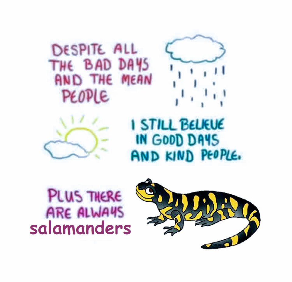 SaveSalamanders's tweet photo. #salamander #salamanders #savethesalamanders #wildlifeconservation #amphibianconservation #salamanderconservation https://t.co/ikNGpiK284