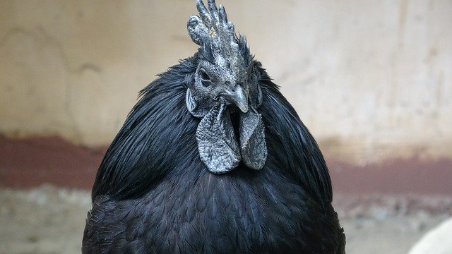 qikipedia's tweet image. Due to a genetic mutation, this Indonesian charcoal-coloured chicken (dubbed the ‘Lamborghini of poultry’) is not only completely black in appearance, but all of its internal organs, muscles, and bones are black as well. (Image: Max Pixel)