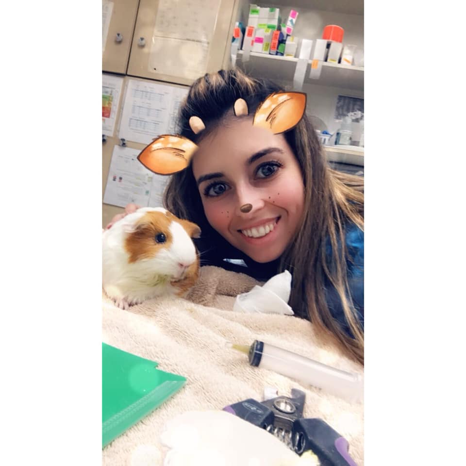 lovevetmed's tweet photo. From Nicole Gilman: "Cystotomy on a guinea pig to remove one big stone. Recovered well."
#veterinary #medicine #surgery #cystotomy #stone #GuineaPig #iloveveterinary #lovevetmed https://t.co/t1zbhqt1iR