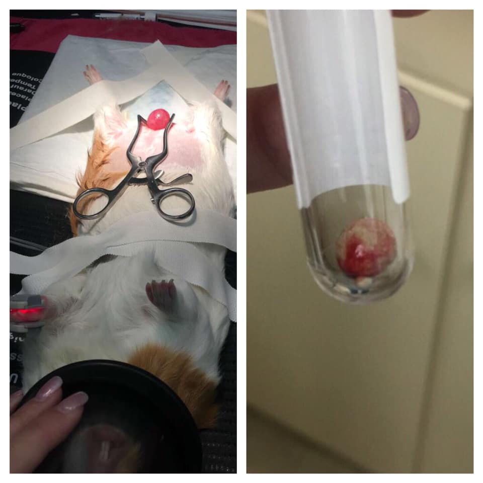 lovevetmed's tweet photo. From Nicole Gilman: "Cystotomy on a guinea pig to remove one big stone. Recovered well."
#veterinary #medicine #surgery #cystotomy #stone #GuineaPig #iloveveterinary #lovevetmed https://t.co/t1zbhqt1iR