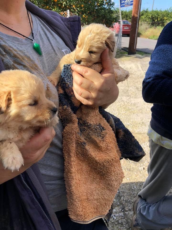 lisa_desouza's tweet image. @hollywills @antanddec these two tiny 4 week old pups have been abandoned and now rescued by @chimneyfarmdogs and named Dec and Holly. #toocute #RescueDOGS #AdoptDontShop #imacelebrity @braxismydog