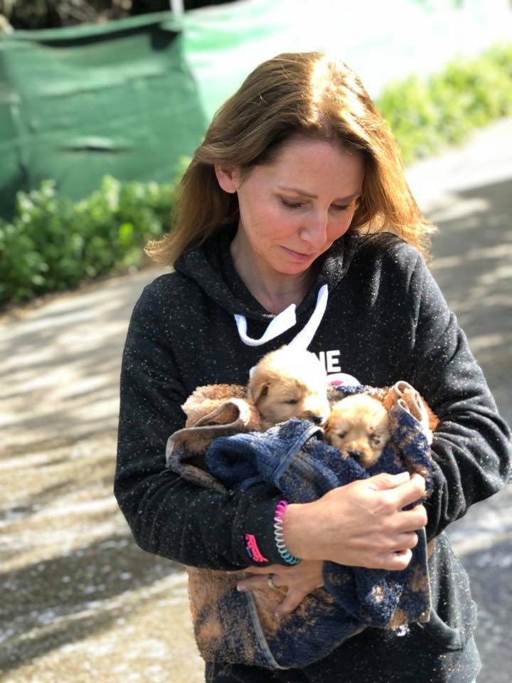 lisa_desouza's tweet image. @hollywills @antanddec these two tiny 4 week old pups have been abandoned and now rescued by @chimneyfarmdogs and named Dec and Holly. #toocute #RescueDOGS #AdoptDontShop #imacelebrity @braxismydog
