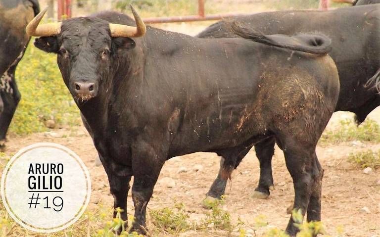 #MonumentalPlazaDeTorosMéxico #Gilio
Arturo Gilio debuta como ganadero en la Plaza de Toros México
Lea la nota en ➡️ bit.ly/2FEHKui