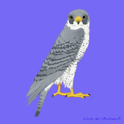 TribeOfSparrows's tweet photo. Finished Peregrine Falcon! #bird #falcon #illustration https://t.co/WrX6xjGIGq