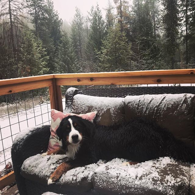 WaggingWaffle's tweet photo. What? Doesn’t everyone run outside and sit on an icy sofa after a bath?? #WaffleWatch #BerneseMountainDog #dogs_of_instagram #dogsofinstaworld #berner #BMD #CuteDog #MountainDog #SwissDog #cute #dogsofinstagram #bigdog #bernese #snowdog #ice #snow #batht… https://t.co/4EtDKTrDMh https://t.co/ddvRKfsGug