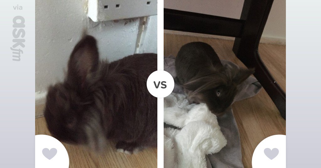 Lucysweet61's tweet photo. Which picture of my rabbit is cuter? - Vote now via ASKfm. See results - https://t.co/ZR77CtBn57 https://t.co/NWXSUh8MJs