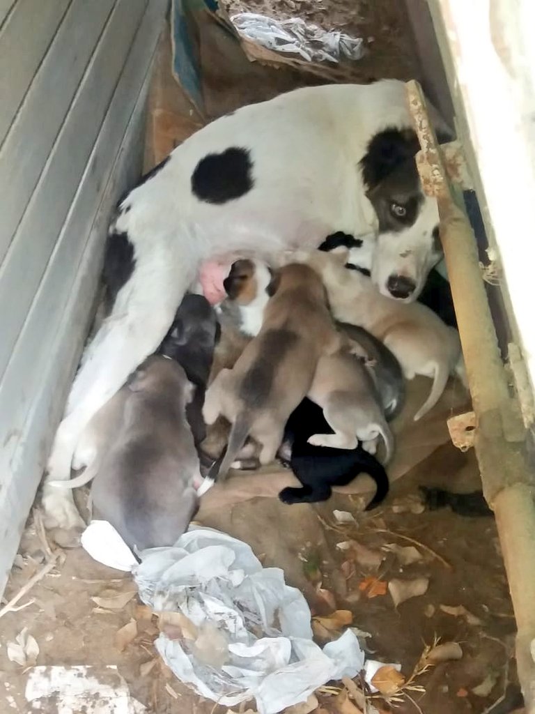 incondic_peru's tweet photo. EMERGENCIA!😢🐕🐕🐕
De: Renzo Cardenas
Mamá dio a luz en la calle de Lurin, está propensa a que los mate un carro o que la envenenen.  Por favor necesitamos hospedaje, también comida balanceada cachorro, cama grande.
Los que deseen ayudar envíen un mensaje.
#ApadrinarSalvaVidas https://t.co/dqBLWAvLer