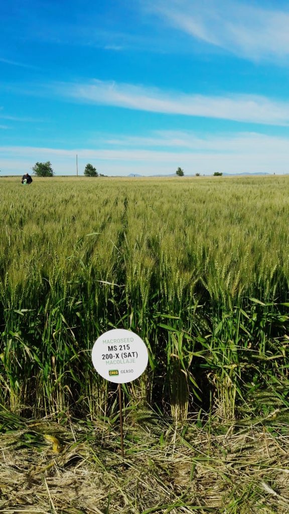 MacroSeed | LDC (@macro_seed) on Twitter photo Acompañamos a la #GEASO de <a href="/CREASudOeste/">CREA SudOeste</a> en su recorrida de #Trigo!
Les presentamos a nuestro MS INTA B. 215 🌾 desarrollado por <a href="/CeiBarrow/">CEI Barrow (MDA - INTA)</a>
✅ Ciclo largo
✅ Alto potencial de rinde 🔝
✅ Excelente sanidad
✅ Grupo 2 de calidad Acompañamos a la #GEASO de <a href="/CREASudOeste/">CREA SudOeste</a> en su recorrida de #Trigo!
Les presentamos a nuestro MS INTA B. 215 🌾 desarrollado por <a href="/CeiBarrow/">CEI Barrow (MDA - INTA)</a>
✅ Ciclo largo
✅ Alto potencial de rinde 🔝
✅ Excelente sanidad
✅ Grupo 2 de calidad