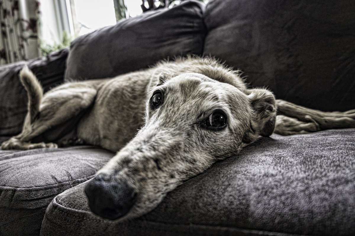 Tailtale_tech's tweet photo. This month has been National Senior Pet Month. Remember to show your love to the oldies just as you would the young pups! #Dogs love us unconditional love regardless of age. We should do the same! #dogsarethebest #dogsoftwitter #olddogs #bestfriends https://t.co/cLqBfUQVhK