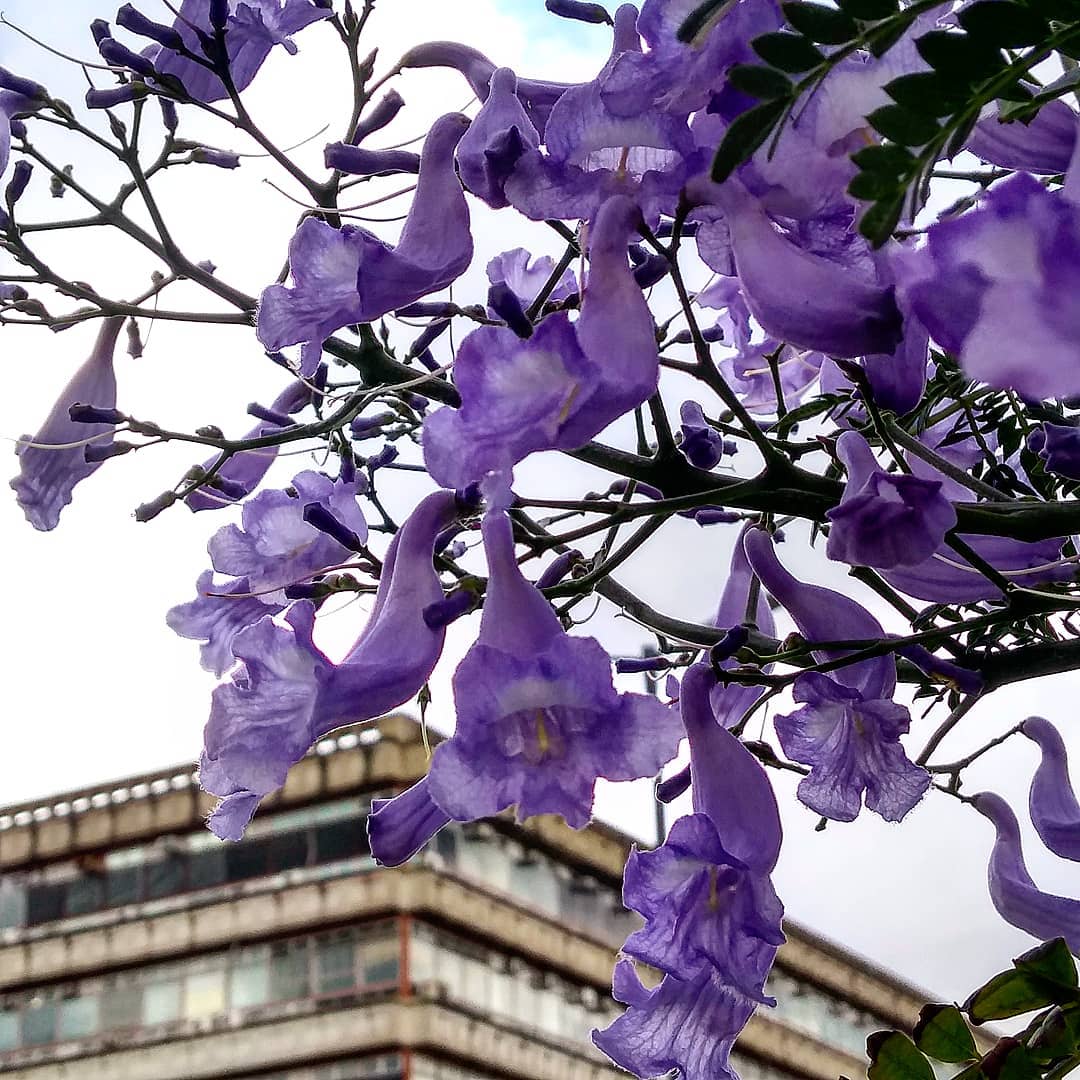 UBA_Noticias's tweet image. Facultad de Ciencias Exactas y Naturales - UBA 
#FCEyN #Exactas #FCEN #UBA #CECEN #UBANoticias #CBC
