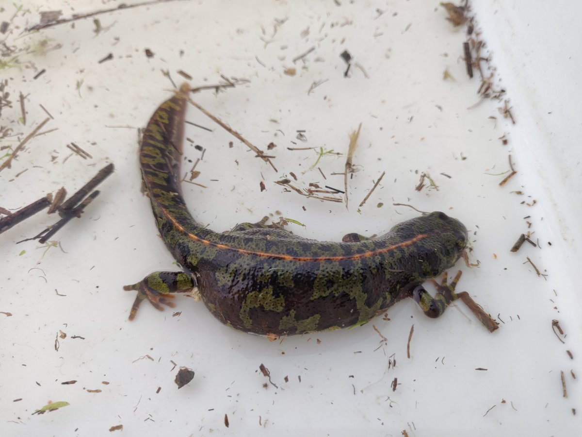 david_cunillera's tweet photo. Awesome Triturus marmoratus in a very small pond! The Queen of the pond for sure! #pond #nature #smallkingdoms #triturus https://t.co/GG8ZYcsn2P
