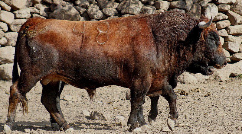 Conozca los toros de LA ESTANCIA para la corrida de Querétaro organizada por Nicolás González (*Fotos*) torosyfaenas.com.mx/conozca-los-to…