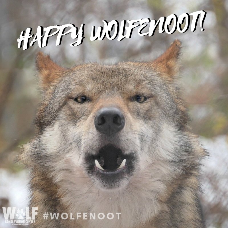 nywolforg's tweet photo. Wishing everyone a happy howly #wolfenoot!

Join the movement - https://t.co/IAHX1G7gZa @realwolfenoot  #standforwolves #savethelobo https://t.co/x8OkAYmji8