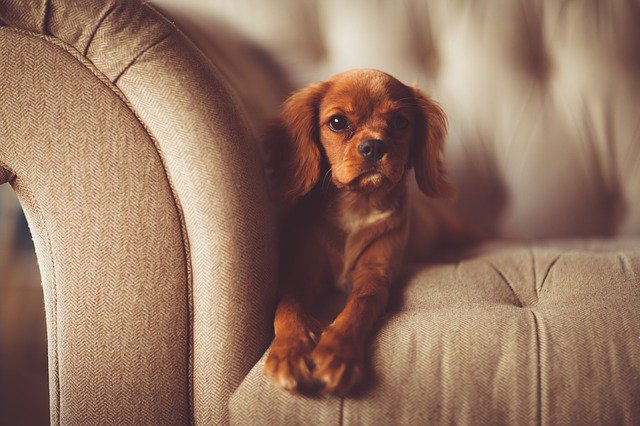 bySTORED's tweet photo. We really are a nation of pet lovers! 
If you're moving house then they should be one of your first considerations - we've put some tips together for a seamless move with your pets #dog #cat #pets #animals #movinghome 
https://t.co/Nx8tG57c0T https://t.co/TtUKhRPaYh